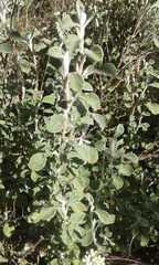 Helichrysum lepidissimum