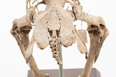 Dinornithiformes