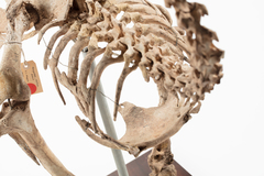 Dinornithiformes