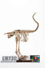 Dinornithiformes