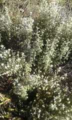 Helichrysum lepidissimum