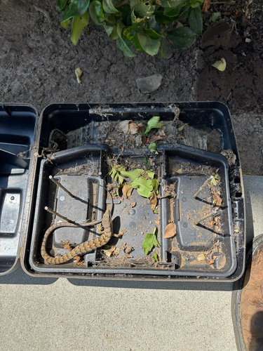 Southern Alligator Lizard