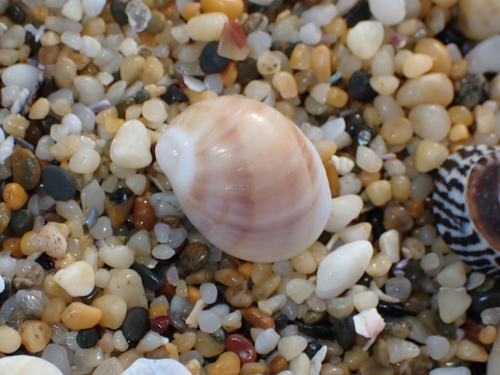 Mammilla melanostoma observed 2026-06-27