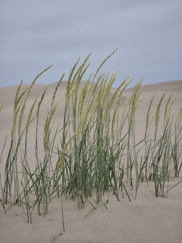 Leymus flavescens, 2026-06-26