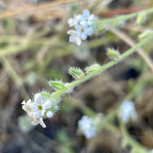 Cryptantha intermedia observed 2026-06-25