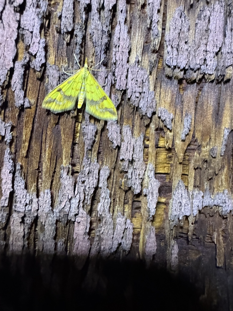 Choristostigma plumbosignalis