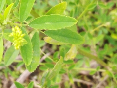 Melilotus indicus