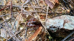 Ombrastacoides huonensis