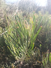 Leucospermum tomentosum