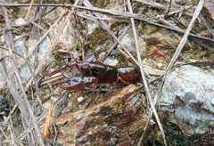 Ombrastacoides huonensis