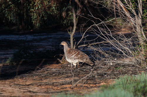 Malleefowl