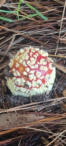 Fly Agaric