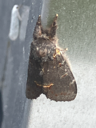 Iron Prominent