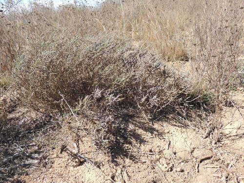 Image of Nenax hirta by (c) Jacques van der Merwe, some rights reserved (CC BY-SA)