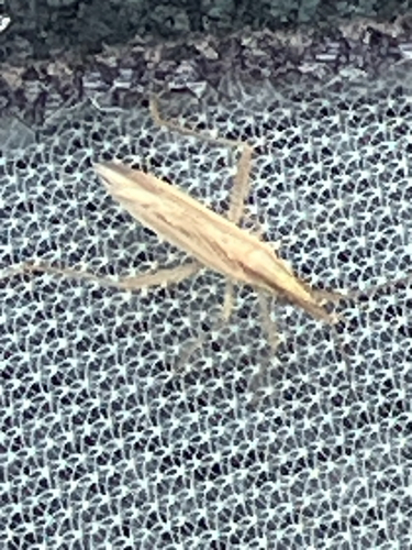 Grass bug