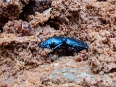 Mecodema sculpturatum