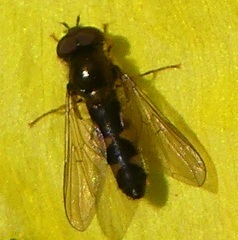 Meligramma triangulifera
