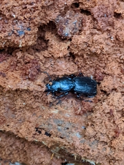 Mecodema sculpturatum