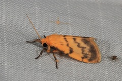 Symmetrodes sciocosma