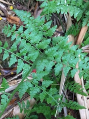 Microlepia