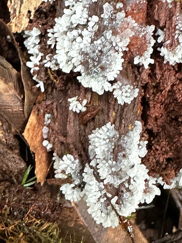 Ceratiomyxa fruticulosa observed 2026-06-25