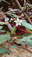 Rubus trianthus