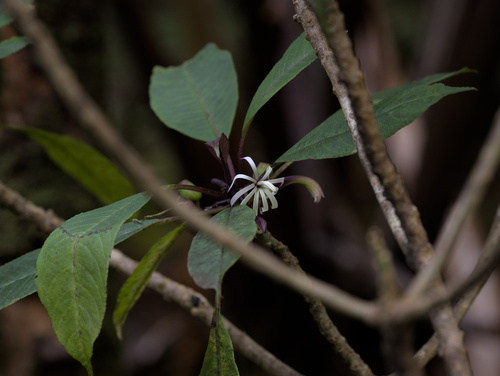 Clermontia parviflora observed 2026-06-14