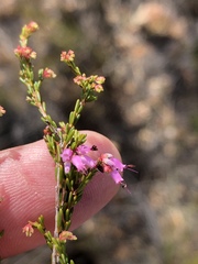 Erica rosacea