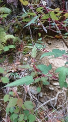 Rubus trianthus