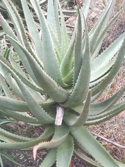 Aloe ferox