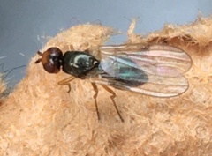 Chamaepsila
