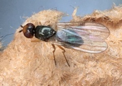 Chamaepsila
