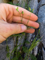 Malacothrix stebbinsii