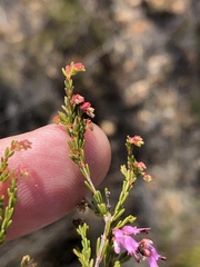 Erica rosacea
