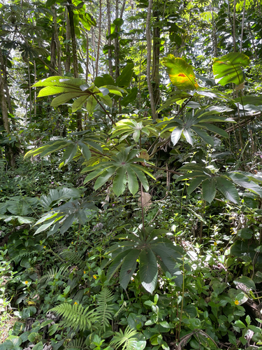 Cecropia obtusifolia observed 2026-06-26