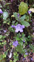 Strobilanthes rankanensis