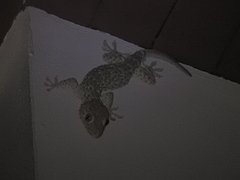 Gekko gecko
