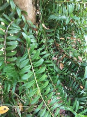 Freycinetia scandens