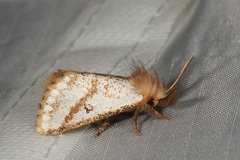 Epicoma derbyana