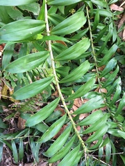 Freycinetia scandens