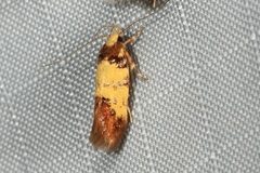 Morphotica mirifica