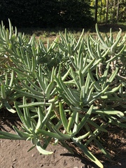 Cotyledon orbiculata dactylopsis