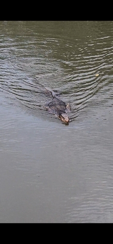Common Water Monitor
