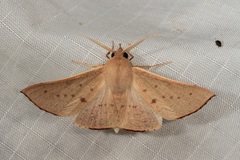 Oenochroma phyllomorpha