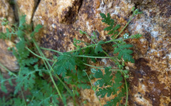 Eucrypta chrysanthemifolia bipinnatifida