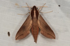 Hippotion boerhaviae