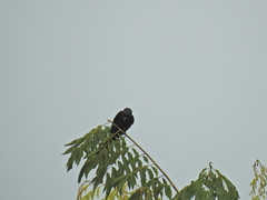 Dicrurus macrocercus