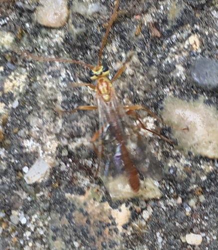 Ophion minutus