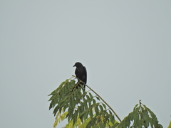 Dicrurus macrocercus