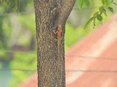 Calotes versicolor